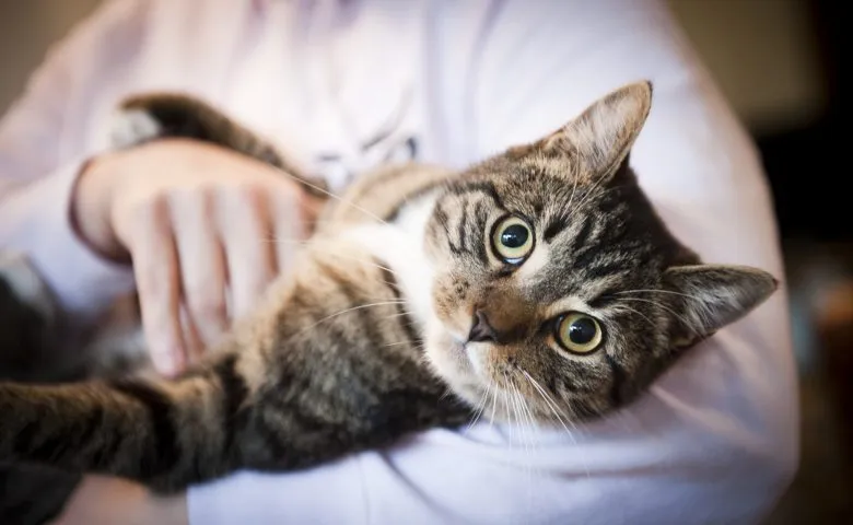 Manfaat Memelihara Kucing bagi Manusia - Mencegah Penyakit Jantung