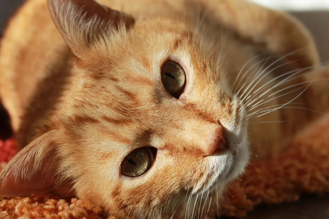 8 Fakta Kucing Oren: Rahasia Di Balik Tingkahnya Yang Ada Aja - Featured Image