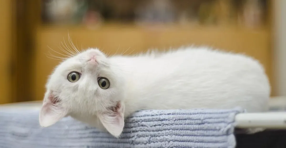 10 Manfaat Memelihara Kucing: Banyak Manfaat untu Well-being-mu! - Featured Image
