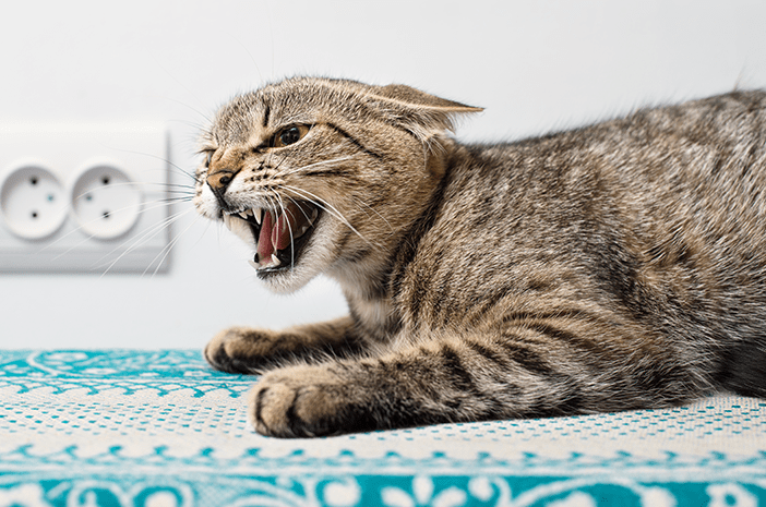 Ciri Kucing Rabies: Virus Ini Tidak Hanya Menyerang Anjing - Featured Image