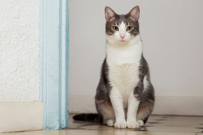 7 Hal yang Tidak Disukai Kucing: Rahasia Memahami Si Manis Berbulu - Featured Image