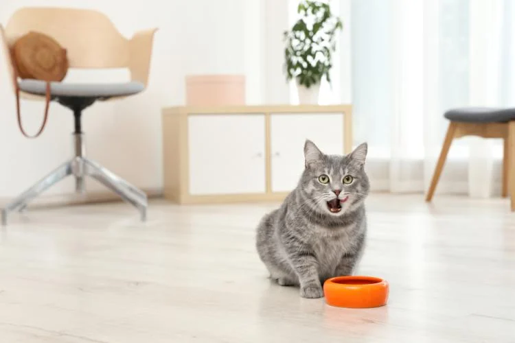 Daftar 10 Makanan yang Dilarang Untuk Kucing - Featured Image