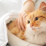 Ini 9 Tips Cara Merawat Kucing, Sayangi Kucing Lebih