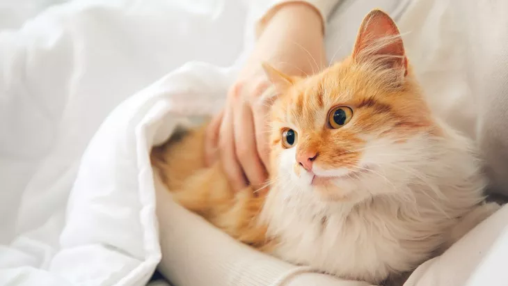 Ini 9 Tips Cara Merawat Kucing, Sayangi Kucing Lebih
