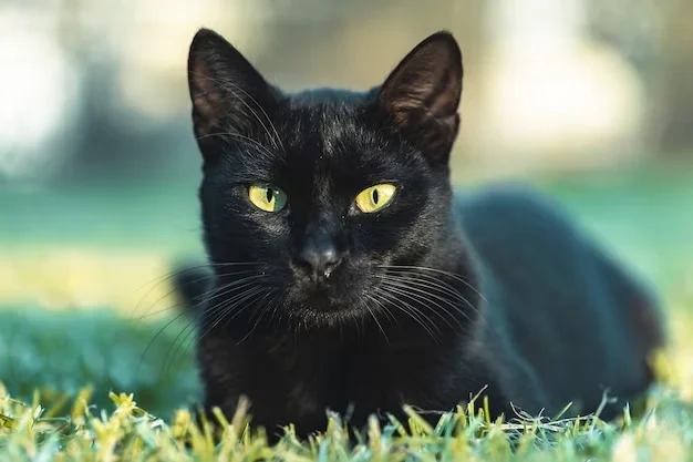 8 Fakta Kucing Hitam yang Menarik, Melawan Info Mistis