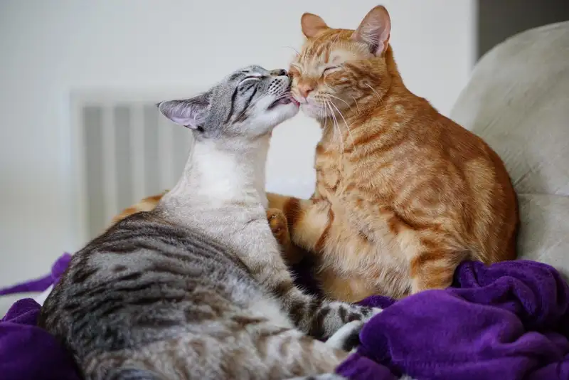 8 Bahasa Tubuh Kucing yang Perlu Anda Ketahui - Featured Image